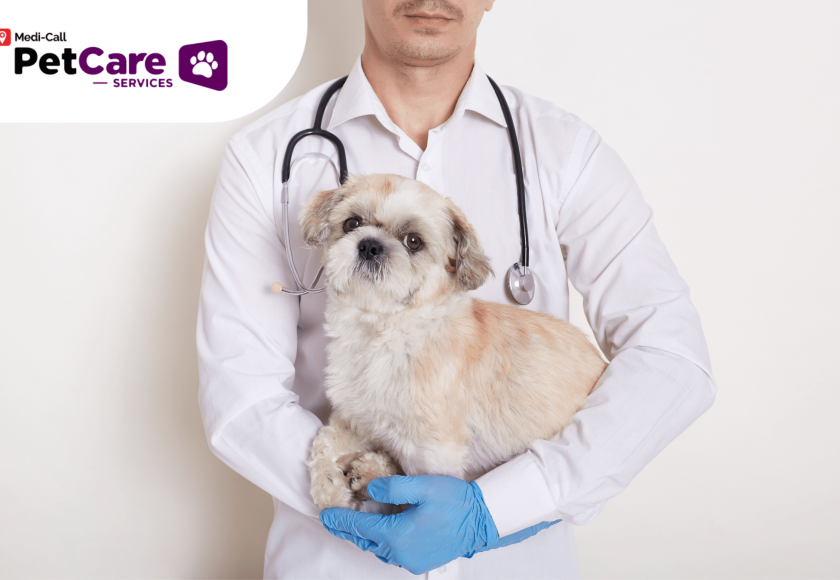 karir dokter hewan Pet-Care