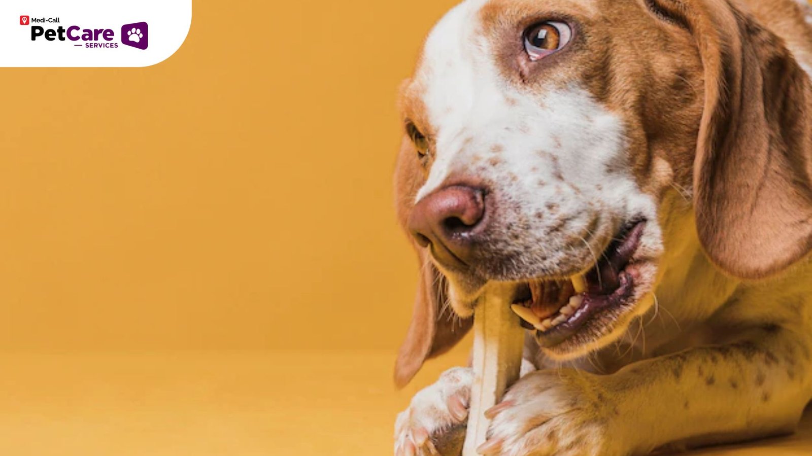 jangan berikan tulang ayam pada anjing dan kucing