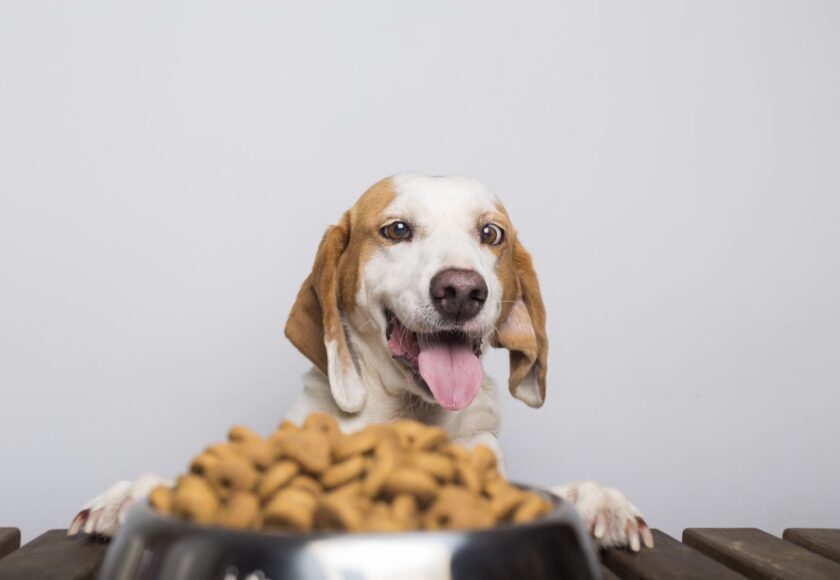 pemilihan makanan anjing