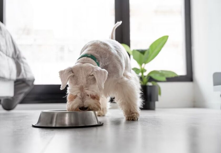 Anjing bosan dengan makanannya