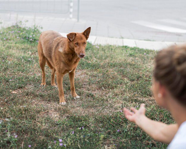 anjing memiliki trauma