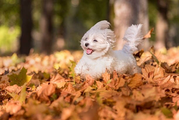 Memelihara anjing maltese