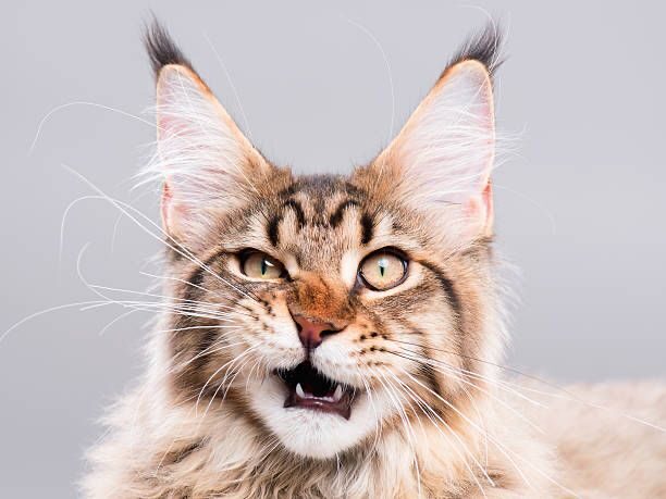 Kucing Maine Coon