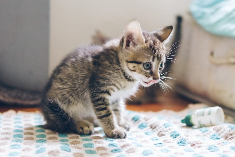 Anak Kucing Tidak Mau Makan