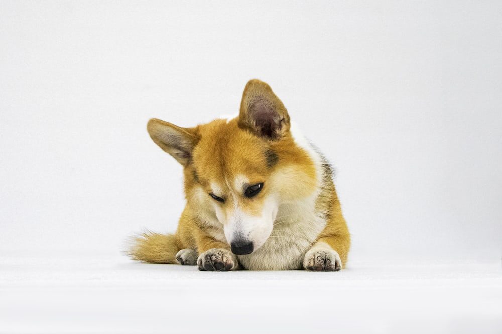 Anjing Corgi