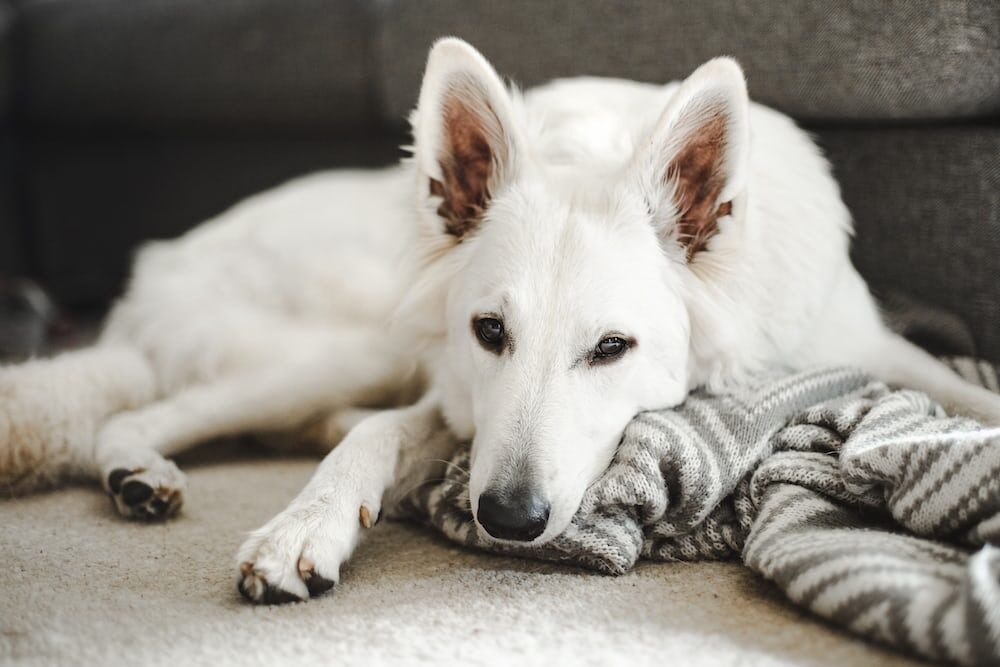 Gangguan pencernaan pada anjing