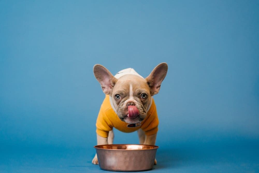 Anjing Alergi pada Makanan