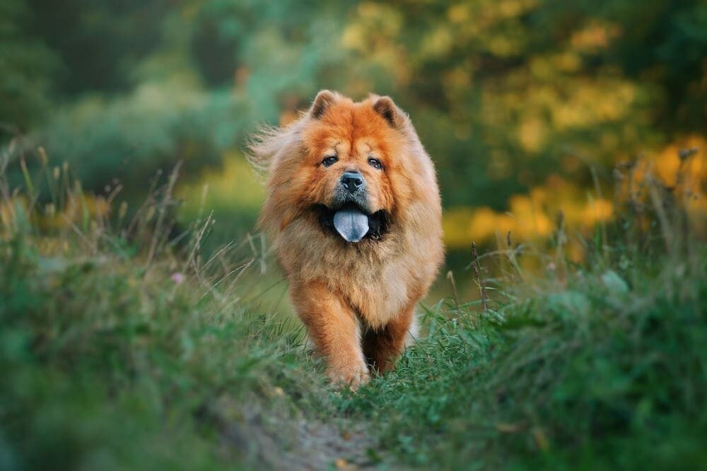 Anjing Chow chow