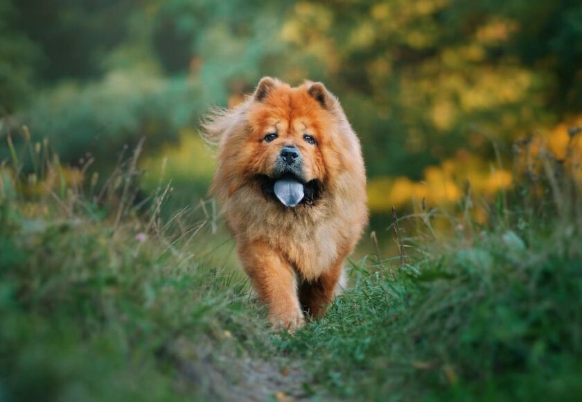 Anjing Chow chow