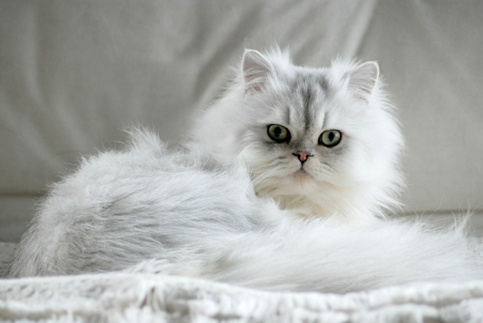 White persian cat