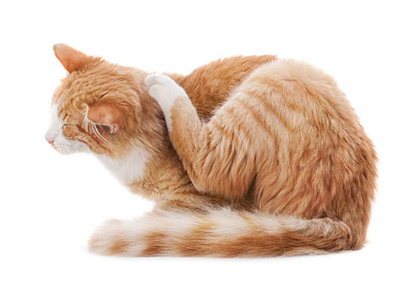 Ginger cat scratching behind her ear on white background