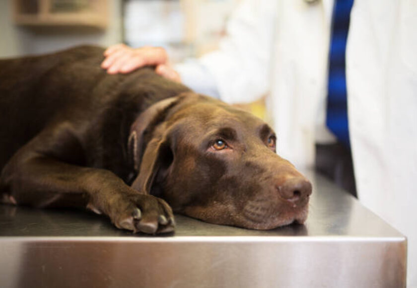 Vet and Labrador retriever