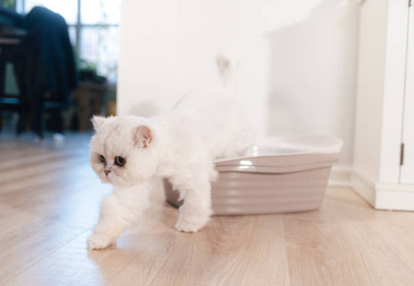 Cat in Litter Box