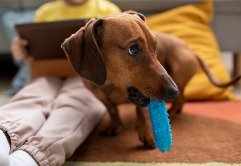 close-up-beautiful-dachshund-playing-with-kid_23-2149202520