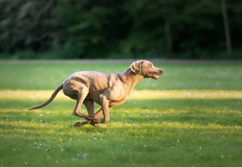 selective-focus-shot-adorable-brown-weimaraner-dog_181624-28923