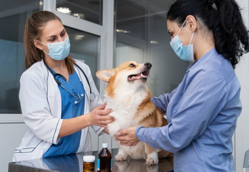 veterinarian-taking-care-pet-dog_23-2149198681