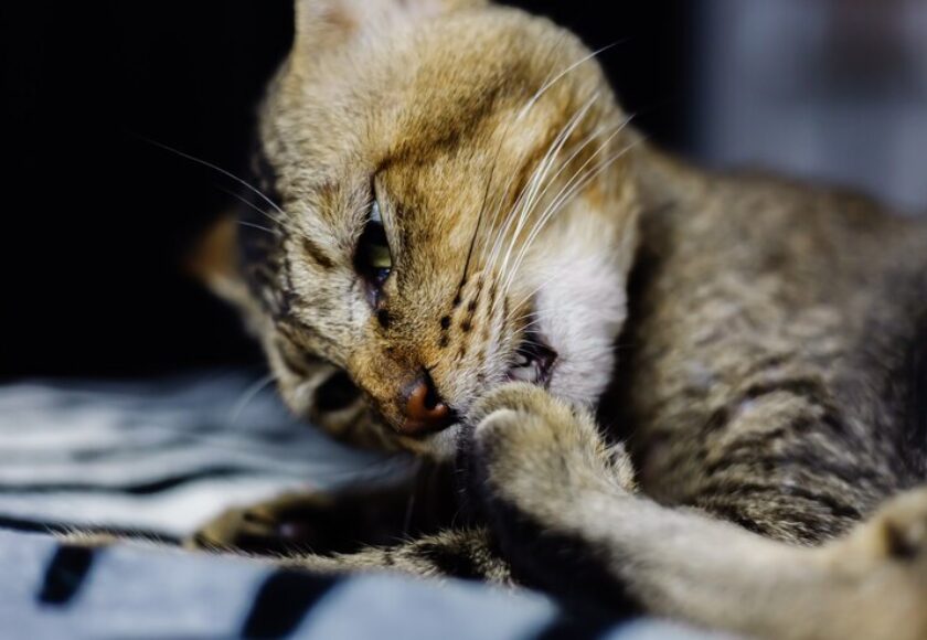 close-portrait-beautiful-stripped-cat-relaxing-zebra-blanket_343596-389