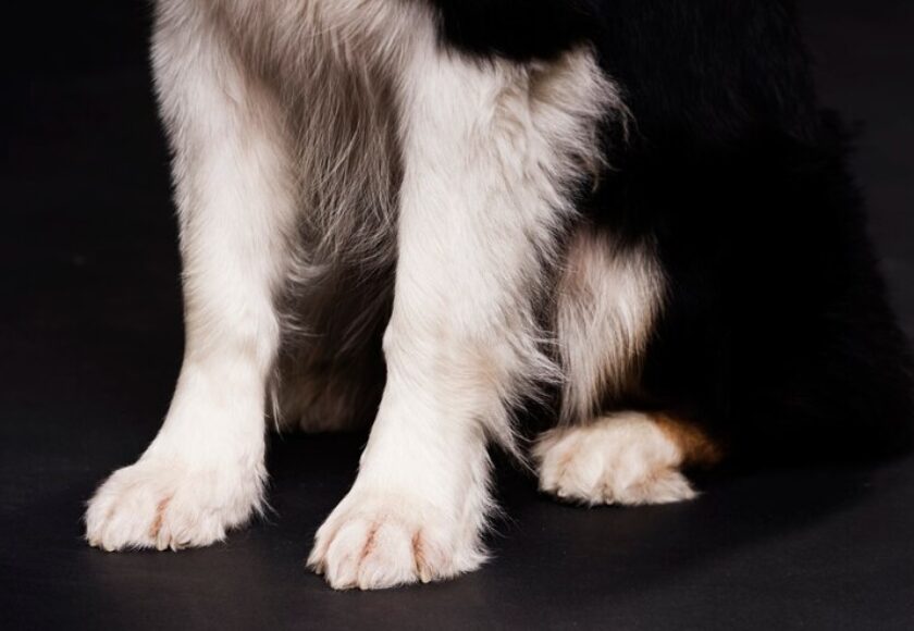 close-up-dog-front-legs_23-2148423721