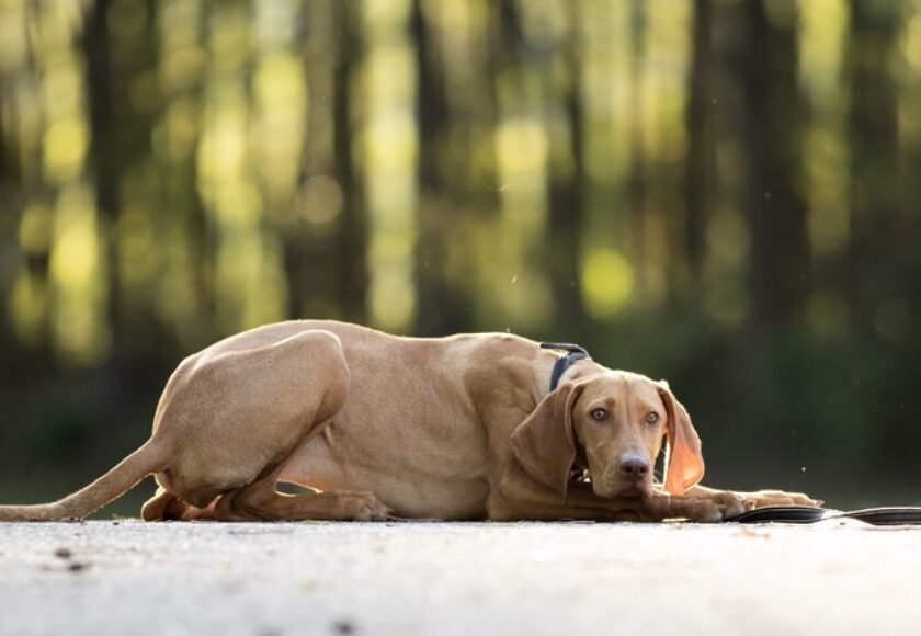 closeup-shot-adorable-brown-hungarian-vizsla_181624-29961