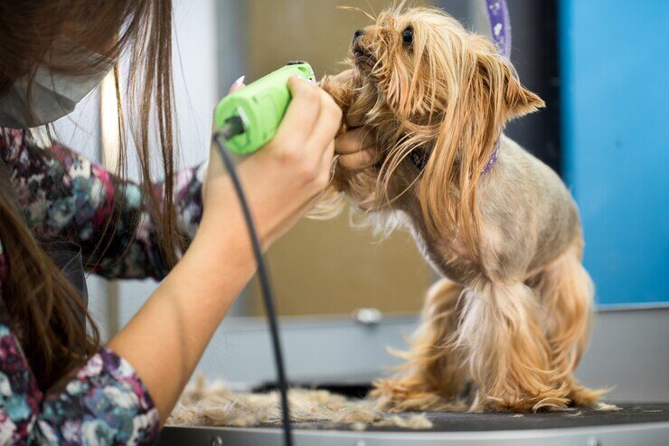 veterinarian-trimming-yorkshire-terrier-with-hair-clipper-veterinary-clinic_199620-5164