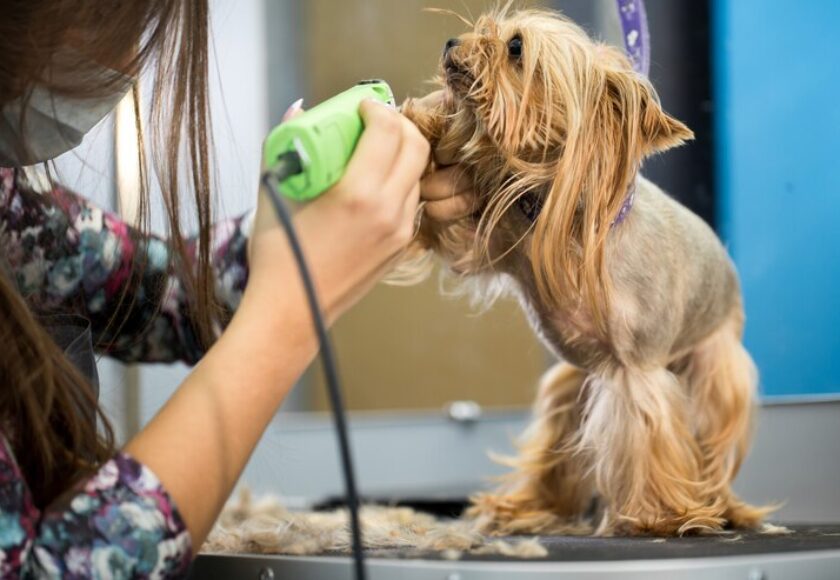 veterinarian-trimming-yorkshire-terrier-with-hair-clipper-veterinary-clinic_199620-5164