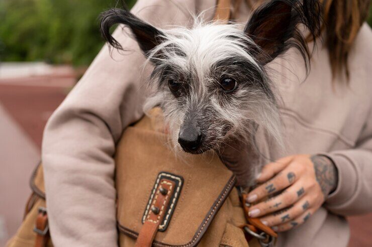 front-view-woman-carrying-puppy-bag_23-2150565388