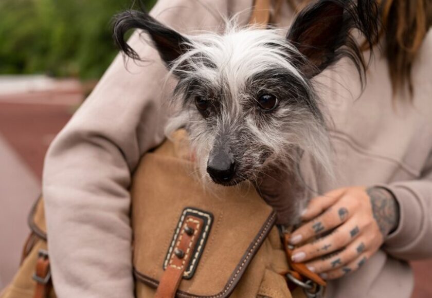 front-view-woman-carrying-puppy-bag_23-2150565388