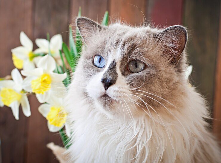 ragdoll-cat-breed-vase-narcissus_2829-13964