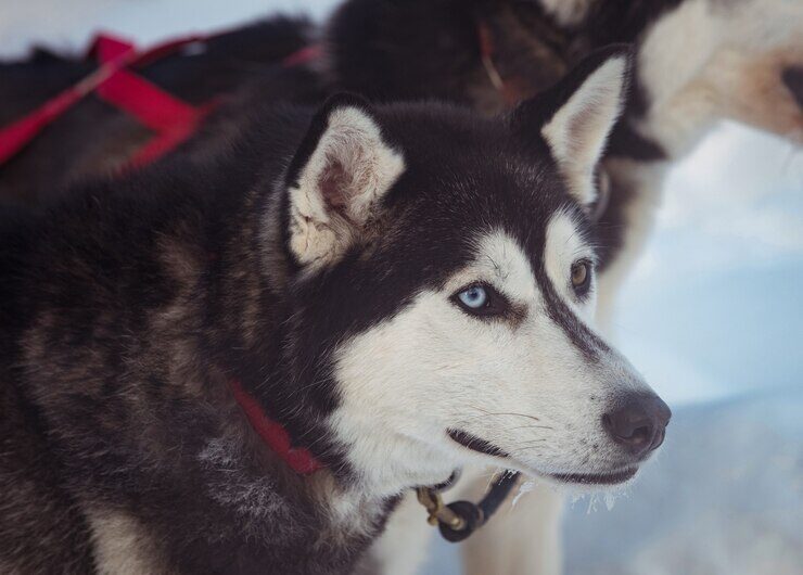 siberian-dog-with-harness-neck_107420-95986