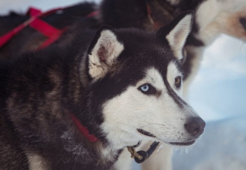 siberian-dog-with-harness-neck_107420-95986