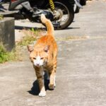 cat-street-city_1048944-5236995