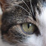 close-up-portrait-cat_1048944-16377815 (1)