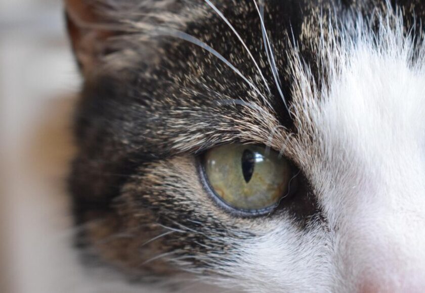 close-up-portrait-cat_1048944-16377815 (1)