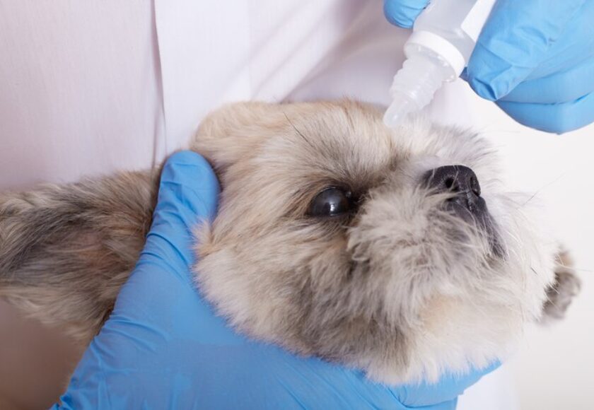 faceless-veterinarian-dripping-eye-drops-pekingese-dog_176532-10513