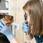 medicine-pet-care-people-concept-dog-veterinarian-doctor-vet-clinic_155003-4845