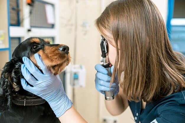 medicine-pet-care-people-concept-dog-veterinarian-doctor-vet-clinic_155003-4845