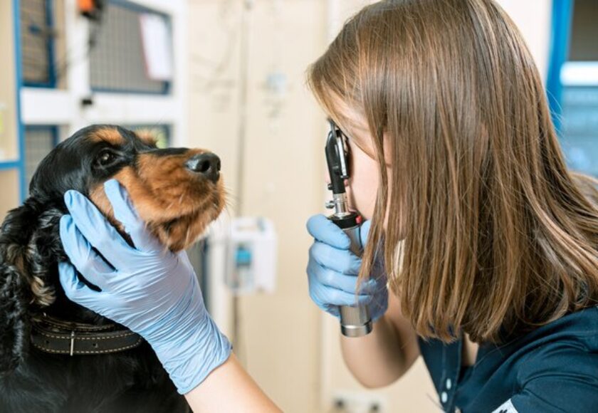 medicine-pet-care-people-concept-dog-veterinarian-doctor-vet-clinic_155003-4845