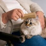 owner-brushing-cute-cat-side-view_23-2150139681 (1)