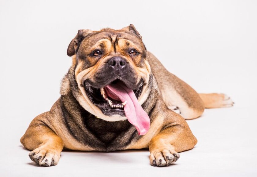 portrait-dog-relaxing-against-white-backdrop_23-2147841044