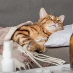 sick-cat-lies-couch-wrapped-blanket-bengal-cat-with-flu-cold-symptoms-being-treated-home-winter-cold-flu-concept-person_1048944-488339 (1)